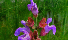 Salvia officinalis